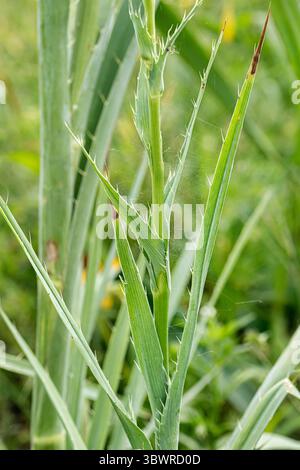 Knopfschlange, Klapperschlange (Eryngium yuccifolium), Stamm und Blätter Stockfoto