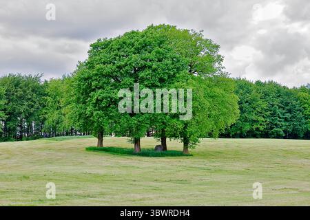 Eiche, Stieleiche, Englische Eiche (Quercus robur, Quercus pedunculata), Gruppe von Eichen auf einer Wiese, Deutschland, Nordrhein-Westfalen, Sauerl Stockfoto