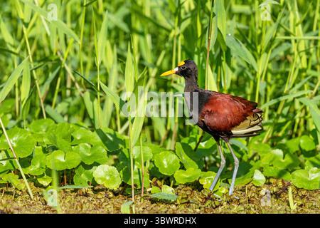 Northern jacana (Jacana spinosa), liegt am Flussufer, Costa Rica, Limon, Tortuguero Nationalpark Stockfoto