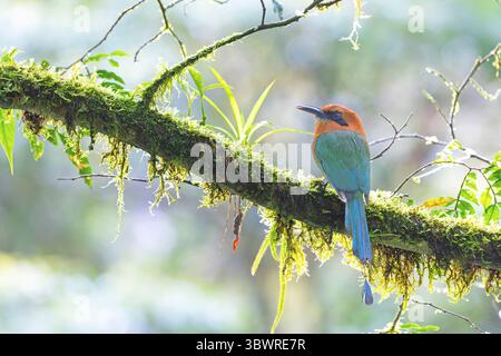 Breitschnabel-Motmot (Electron platyrhynchum), auf einem Zweig im Regenwald, Costa Rica, Alajuela, Bijagua Stockfoto