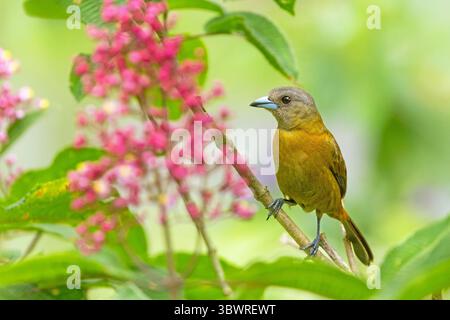 Scharlach-Tanager, Passerinis Tanager (Ramphocelus passerinii), Weibchen sitzt in einem Busch am Regenwald, Costa Rica, Heredia, La Virgen Stockfoto