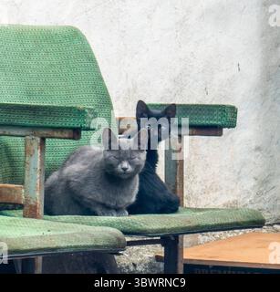 Graue und schwarze Katzen ruhen friedlich auf zwei Vintage-grünen Stühlen, die vor einer ruhigen weißen Wand stehen und Ruhe und Komfort ausstrahlen Stockfoto