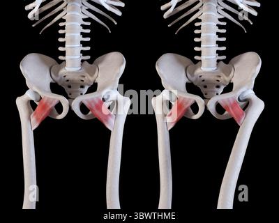 Diese 3D-Abbildung zeigt die Bewegung des Pektineus-Muskels Stockfoto