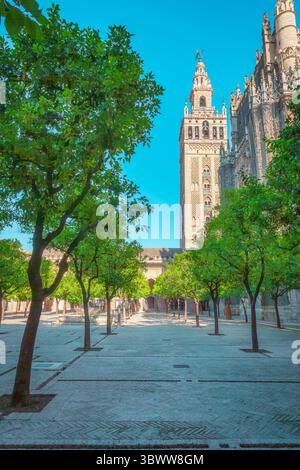 Blick auf den Turm der Kathedrale La Giralda vom Patio de los Naranjos, Innenhof mit Orangenbäumen. Sevilla, Andalusien, Spanien Stockfoto
