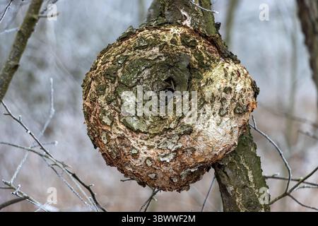 Nahaufnahme eines runden Wachstums auf einem Baumzweig in einem Winterwald Stockfoto