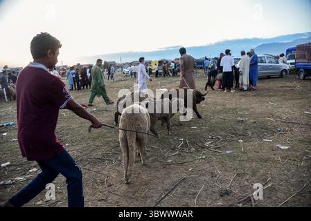 20. Juli 2021, Srinagar, Jammu und Kaschmir, Indien: Ein Schafverkäufer sah ein Seil eines Schafes auf einem provisorischen Markt vor dem Heiligen fest ziehen. Eid-ul-Adha wird am 21. Juli in Indien und Pakistan beobachtet. In Saudi-Arabien wurde es heute am 20. Juli 2021 gefeiert. Er fällt in der Regel auf den zehnten Tag des Dhu al-Hidscha (dem Monat der Wallfahrt für alle Muslime auf der ganzen Welt), dem zwölften Monat des islamischen oder Mondkalenders Eid al-Adha. (Credit Image: © Idrees Abbas/SOPA Images via ZUMA Press Wire) Stockfoto