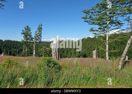 Dürreschäden Wiederaufforstung. Furtwangen, 28.06.2025: Waldsterben im Hochschwarzwald. Vertrocknete Nadelbäume, Windwurf. Wiederaufforstungsfläche mit Laubgehölzen, u.a. Bergahorn. Furtwangen Rabenstraße Baden-Württemberg Deutschland *** Dürreschäden Wiederaufforstung Furtwangen, 28 06 2025 Waldsterben im Schwarzwald getrocknete Nadelbäume, Windwurfaufforstungsgebiet mit Laubbäumen, einschließlich Platanen Ahorn Furtwangen Rabenstraße Baden-Württemberg Deutschland Stockfoto