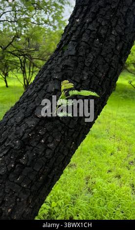 Aus der verbrannten Erde erhebt sich neues Leben – ein Symbol für Widerstandskraft, Wiedergeburt und den unzerbrechlichen Willen der Natur, gegen alle Widerstände zu überleben. Stockfoto