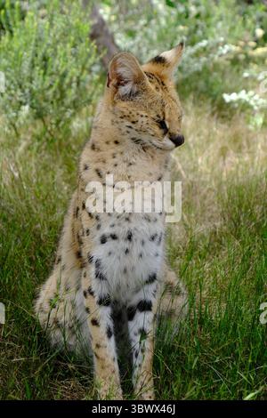 Serval Stockfoto