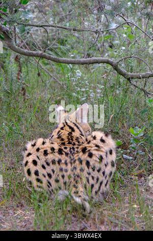 Serval Stockfoto