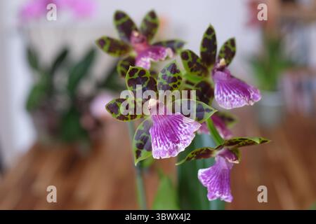 Blühende Orchidee Stockfoto