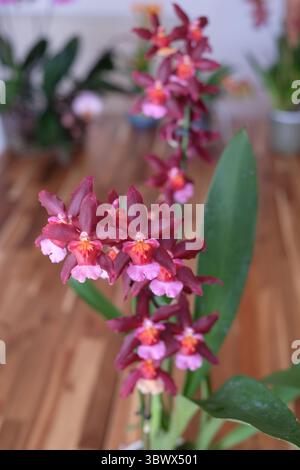 Blühende Orchidee Stockfoto