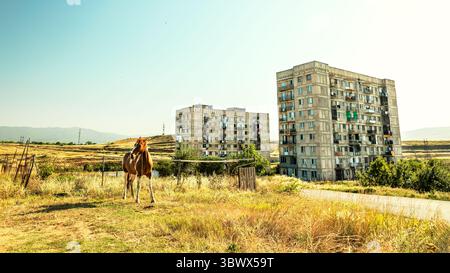 Ein gefesseltes Kastanienpferd weidet auf einem trockenen Feld am Stadtrand von Tiflis, Georgien, mit zwei Wohnblöcken aus der Sowjetzeit Stockfoto