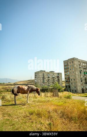 Ein gefesseltes Kastanienpferd weidet auf einem trockenen Feld am Stadtrand von Tiflis, Georgien, mit zwei Wohnblöcken aus der Sowjetzeit Stockfoto
