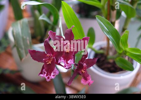 Blühende Orchidee Stockfoto