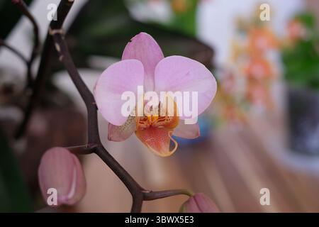 Blühende Orchidee Stockfoto