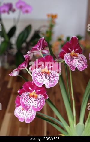 Blühende Orchidee Stockfoto