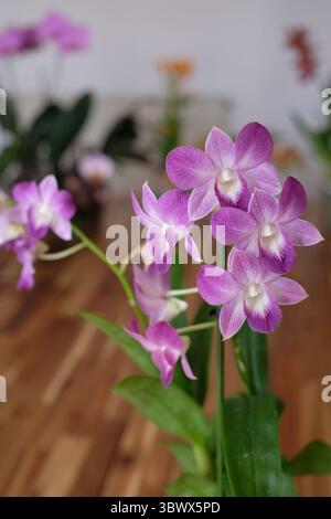Blühende Orchidee Stockfoto