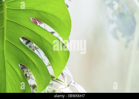 Viele Monstera Pflanzen Varietät Delicose oder schweizer Käse auf hellem Hintergrund. Stilvolles und minimalistisches Zuhause im Dschungel. Grüner Garten in Töpfen Stockfoto