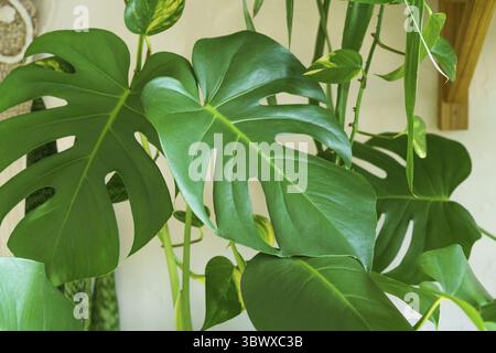 Viele Monstera Pflanzen Varietät Delicose oder schweizer Käse auf hellem Hintergrund. Stilvolles und minimalistisches Zuhause im Dschungel. Grüner Garten in Töpfen Stockfoto