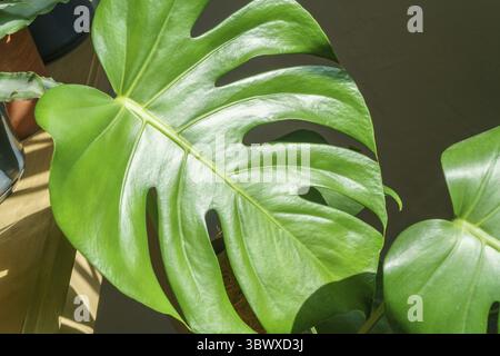 Viele Monstera Pflanzen Varietät Delicose oder schweizer Käse auf hellem Hintergrund. Stilvolles und minimalistisches Zuhause im Dschungel. Grüner Garten in Töpfen Stockfoto