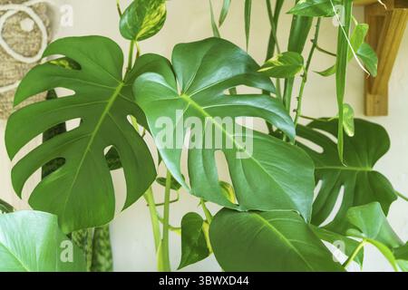 Viele Monstera Pflanzen Varietät Delicose oder schweizer Käse auf hellem Hintergrund. Stilvolles und minimalistisches Zuhause im Dschungel. Grüner Garten in Töpfen Stockfoto