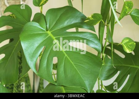Viele Monstera Pflanzen Varietät Delicose oder schweizer Käse auf hellem Hintergrund. Stilvolles und minimalistisches Zuhause im Dschungel. Grüner Garten in Töpfen Stockfoto