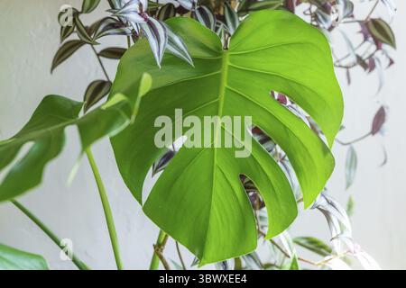 Viele Monstera Pflanzen Varietät Delicose oder schweizer Käse auf hellem Hintergrund. Stilvolles und minimalistisches Zuhause im Dschungel. Grüner Garten in Töpfen Stockfoto