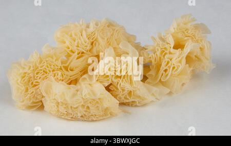 Stapel von Tofu-Blättern isolierter Naturhintergrund mit Beschneidungspfad Stockfoto