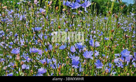 Wilde Zichorienblüten in Blüte – Sommerweide Stockfoto