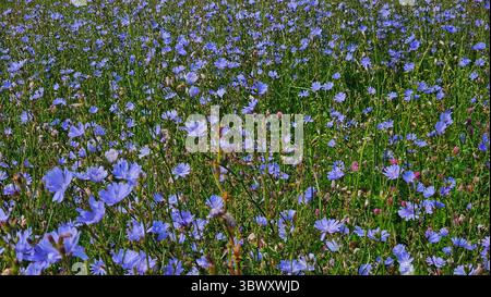Wilde Zichorienblüten in Blüte – Sommerweide Stockfoto