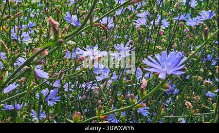 Wilde Zichorienblüten in Blüte – Sommerweide Stockfoto