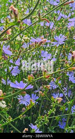 Wilde Zichorienblüten in Blüte – Sommerweide Stockfoto