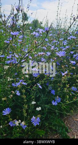 Wilde Zichorienblüten in Blüte – Sommerweide Stockfoto