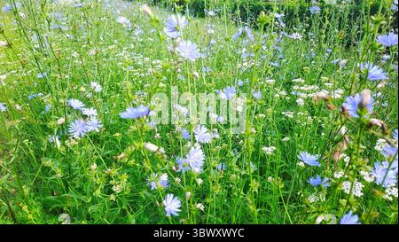 Wilde Zichorienblüten in Blüte – Sommerweide Stockfoto