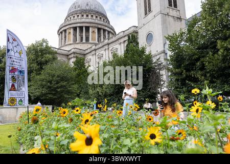 London, Großbritannien. Juli 2025. Londoners treffen sich in St Pauls, um an der zweiten jährlichen Bestäuberzählung teilzunehmen, die von der Wohltätigkeitsorganisation „Collaborating London Together“ organisiert wird. Die Teilnehmer beobachten und zeichnen Bienen, Schmetterlinge, Käfer und andere bestäubende Insekten auf, um Daten darüber zu sammeln, wie sich Bestäuberpopulationen in der städtischen Umgebung entwickeln. Stockfoto