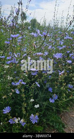 Wilde Zichorienblüten in Blüte – Sommerweide Stockfoto