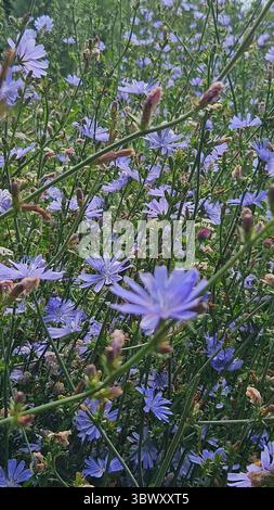 Wilde Zichorienblüten in Blüte – Sommerweide Stockfoto