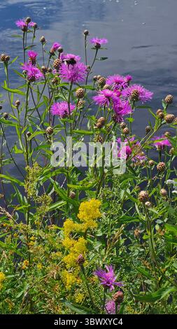 Eine Vielzahl von Wildblumen in voller Blüte wächst am Ufer eines ruhigen Flusses Stockfoto