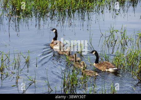 Eine Familie von Kanadiengänsen schwimmen am Canada Day 2025. Stockfoto