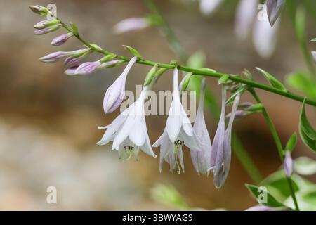 Nahaufnahme eines Zweigs lila Hosta-Blüten Stockfoto