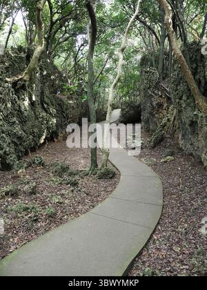 Ein gepflasterter Pfad führt durch eine unverwechselbare Waldlandschaft, die von zerklüfteten Kalksteinfelsen und knorrigen Bäumen geprägt ist und eine mystische Atmosphäre schafft. Stockfoto