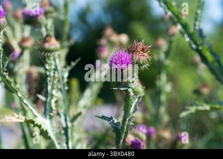 Baumwolldistel, Onopordum Acanthium Sommerblumen Nahaufnahme selektiver Fokus Stockfoto