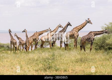 Eine lose Gruppe von Masai Giraffen spaziert über offenes Gras am Lake Manyara, gemischte Größen sichtbar, blasses Wasser und Sträucher bilden den Hintergrund. Stockfoto