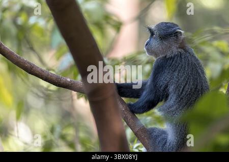 Ein blauer Affe ruht auf einem schrägen Ast im Lake Manyara, umgedreht, eingerahmt von weichem grünem Laub und gefiltertem Licht. Stockfoto