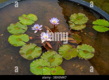 Eine ruhige Szene mit Seerosen umgeben von üppig grünen Blättern im Botanischen Garten von Bogota, Kolumbien. Stockfoto