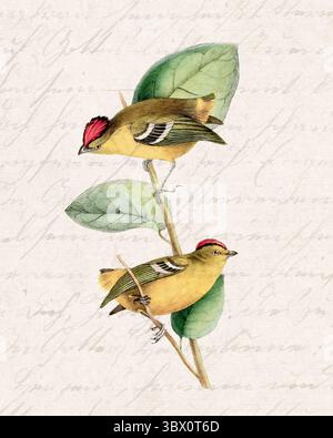 Illustration tropischer Vögel. Sanfter Aquarellstil mit handgeschriebenem Vintage-Hintergrund. Stockfoto