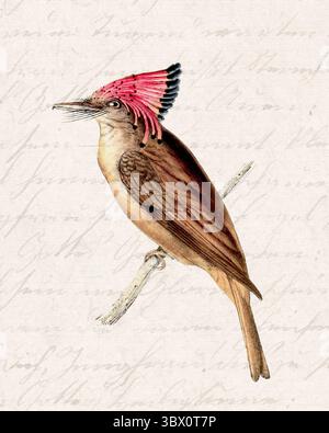 Illustration tropischer Vögel. Sanfter Aquarellstil mit handgeschriebenem Vintage-Hintergrund. Stockfoto