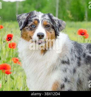 Blue Tri merle Australian Shepherd Dog im Mohnfeld Stockfoto