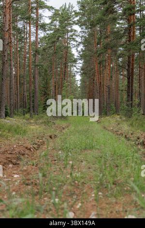 Ein gerader, schmaler Feldweg mit grünem Gras führt durch einen dichten Kiefernwald, der tief in die ruhigen Wälder führt. Stockfoto